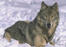 Wolf35